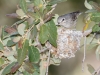 Plumbeous Vireo