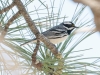 Black-throated Gray Warbler