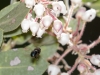 Bee in flight to Pringle Manzanita