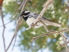 Black-throated Gray Warbler