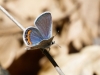 Acmon Blue Butterfly