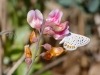 Acmon Blue Butterfly on American Deervetch