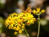 Mylitta Crescent on Oak Creek Ragwort