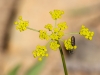 Alpine False Springparsley