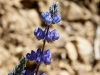 Arroyo Lupine