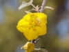 California Flannelbush