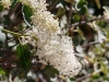 Deerbrush Ceanothus