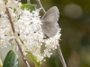 Echo Azure on Deerbrush Ceanothus