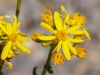 Oak Creek Ragwort