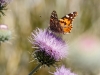 Painted Lady and New Mexico Thistle