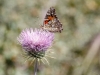 Profile view of the Painted Lady on a New Mexico Thistle