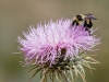 Bumble Bee on New Mexico Thistle