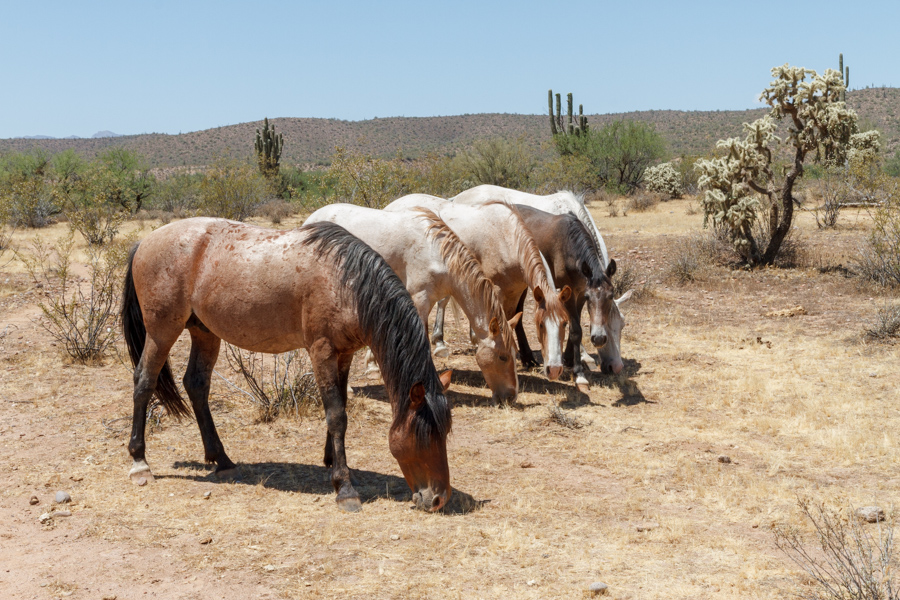 Wild Horses