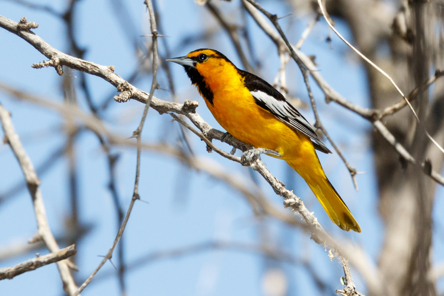 Bullock\'s Oriole