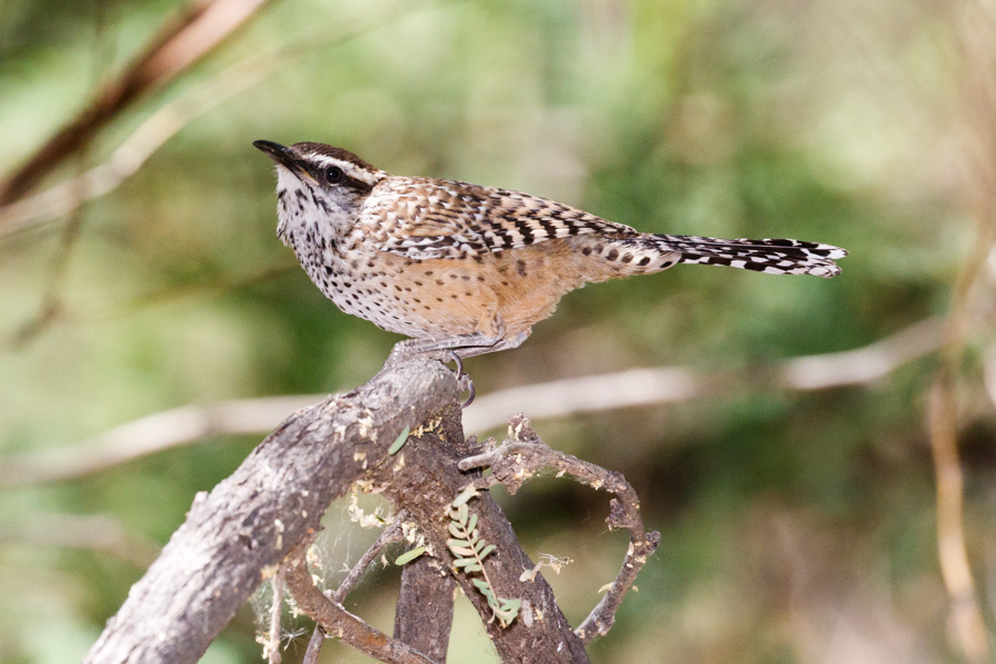 Cactus Wren