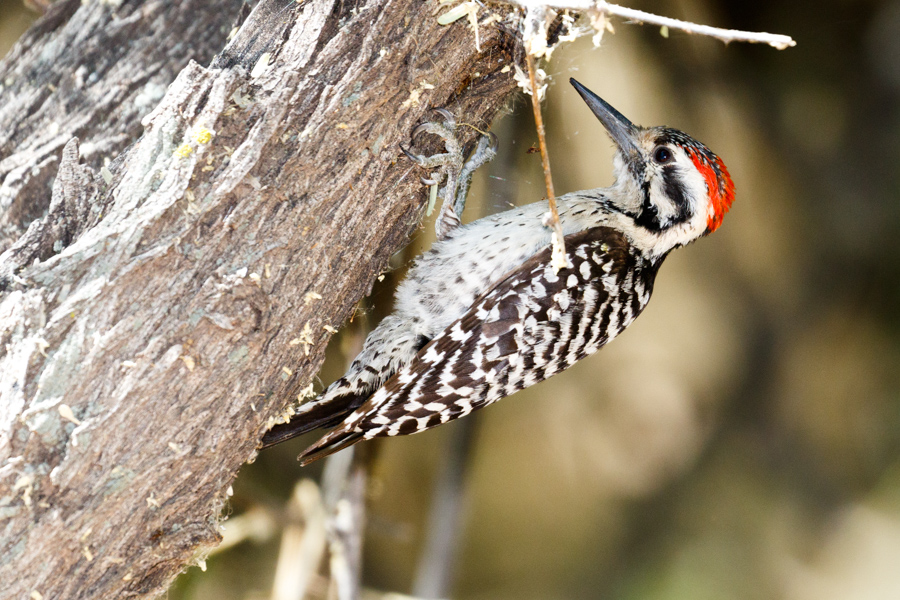 Ladder-backed Woodpecker