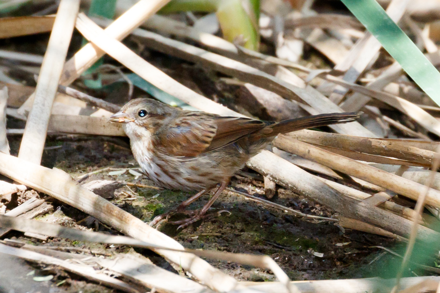 Song Sparrow