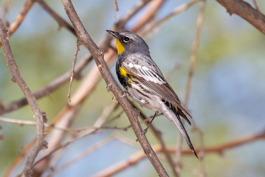 Yellow-rumped Warbler