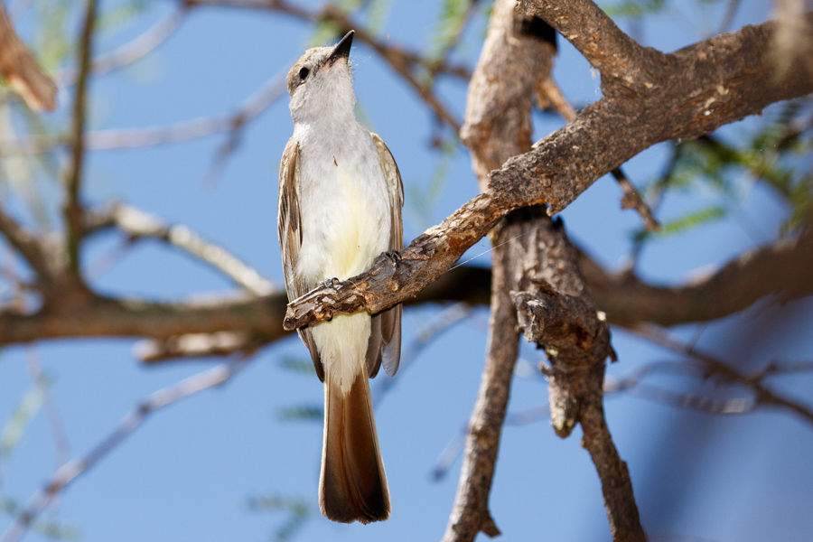 Brown-crested Flycatcher