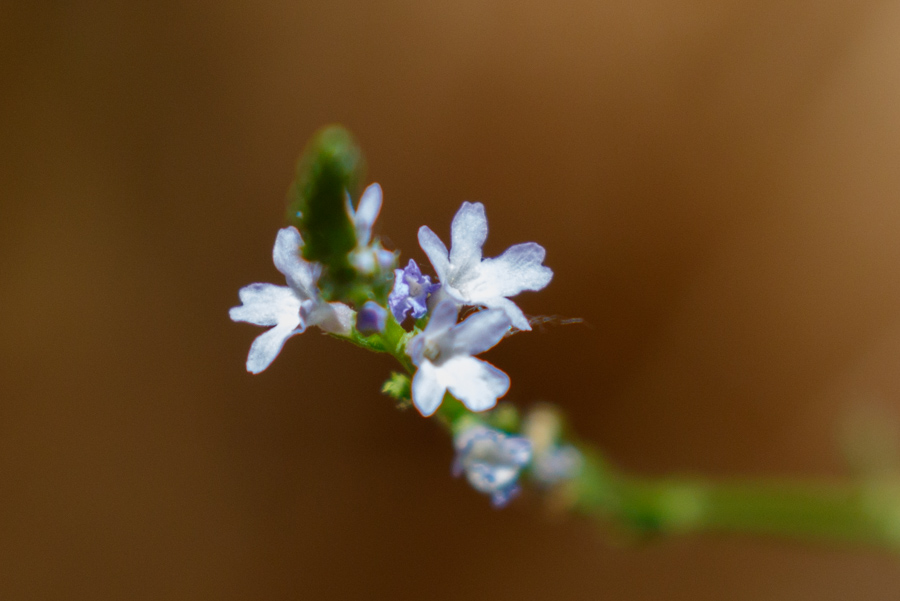 Fort Huachuca Vervain