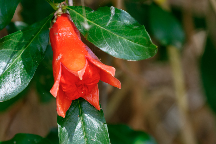 Pomegranate