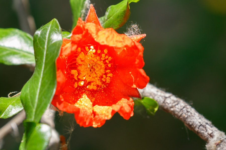 Pomegranate