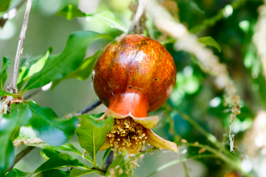 Pomegranate