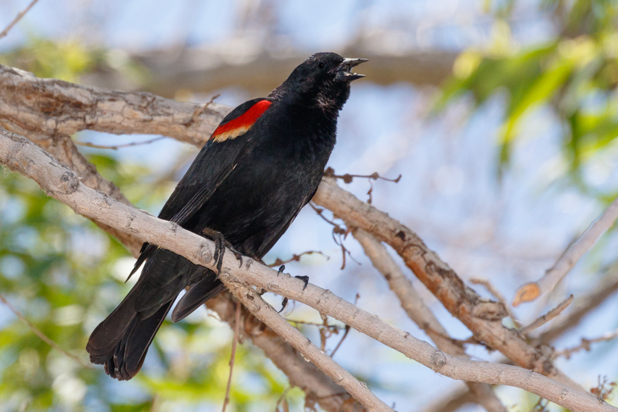 Red-winged Blackbird