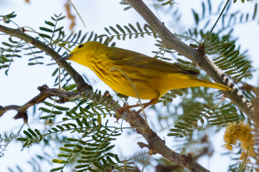 Yellow Warbler