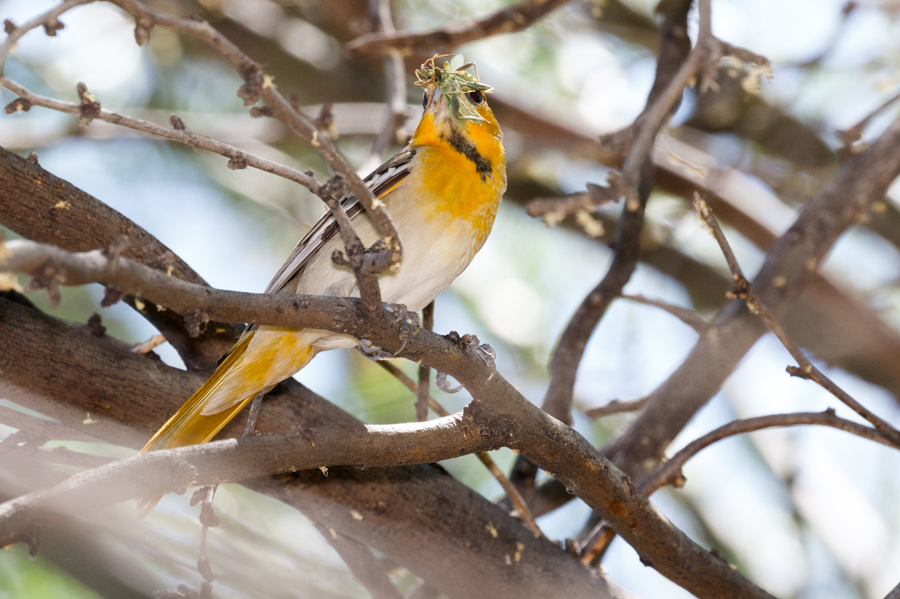 Bullock\'s Oriole