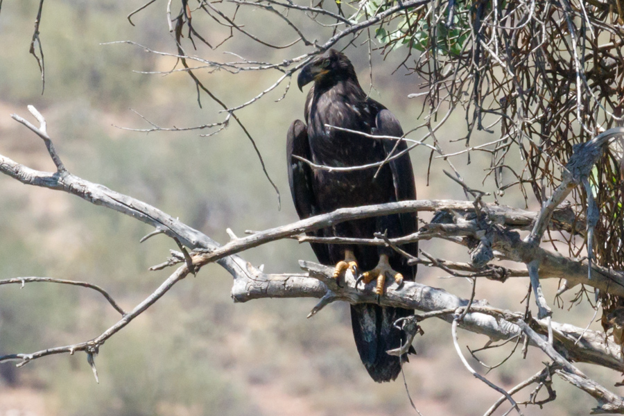 Bald Eagle