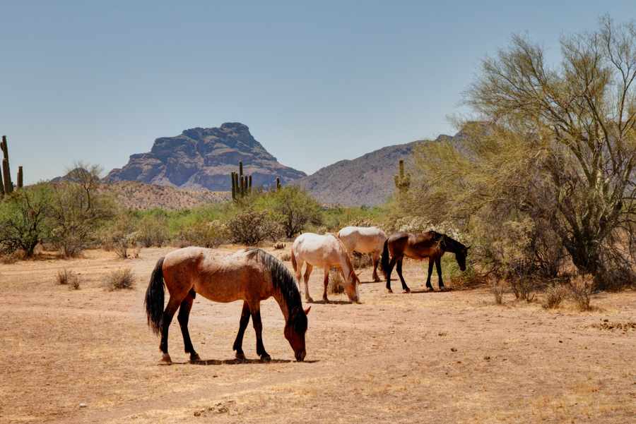 Wild Horses