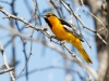 Bullock's Oriole