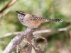 Cactus Wren