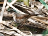 Song Sparrow