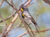 Yellow-rumped Warbler