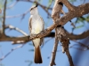 Brown-crested Flycatcher