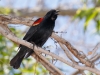 Red-winged Blackbird