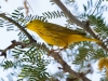 Yellow Warbler