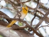 Bullock's Oriole