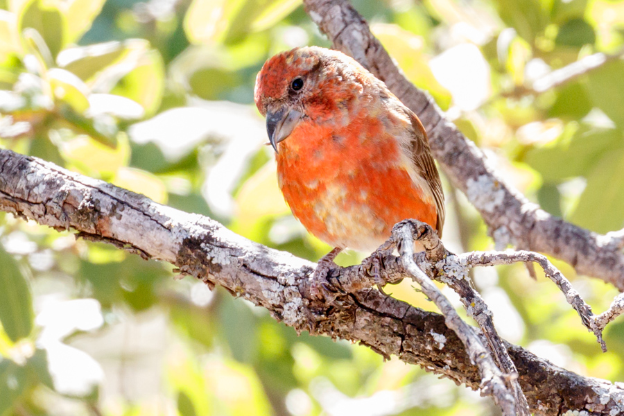 Red Crossbill