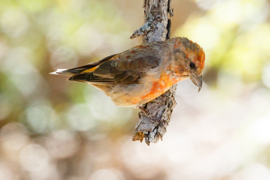 Red Crossbill