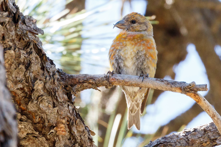 Red Crossbill