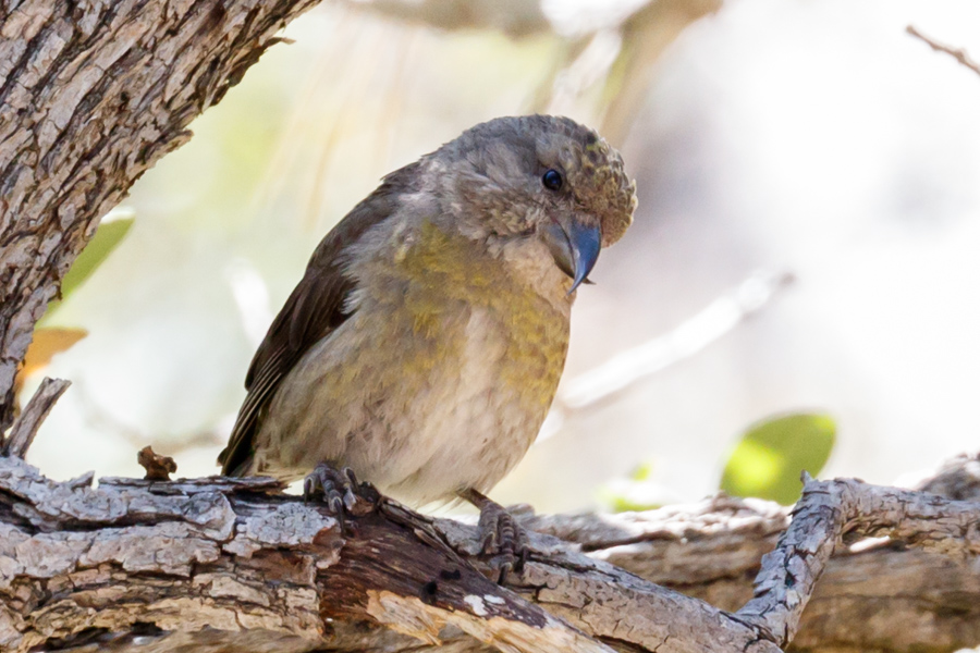 Red Crossbill