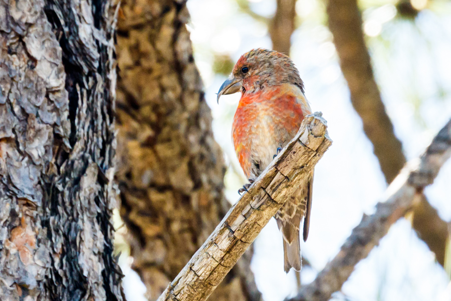 Red Crossbill