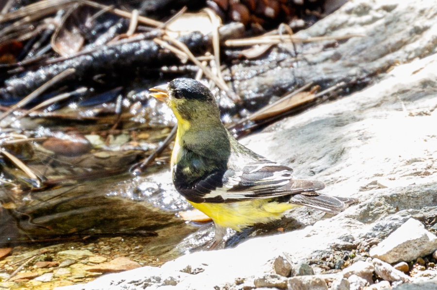 Lesser Goldfinch