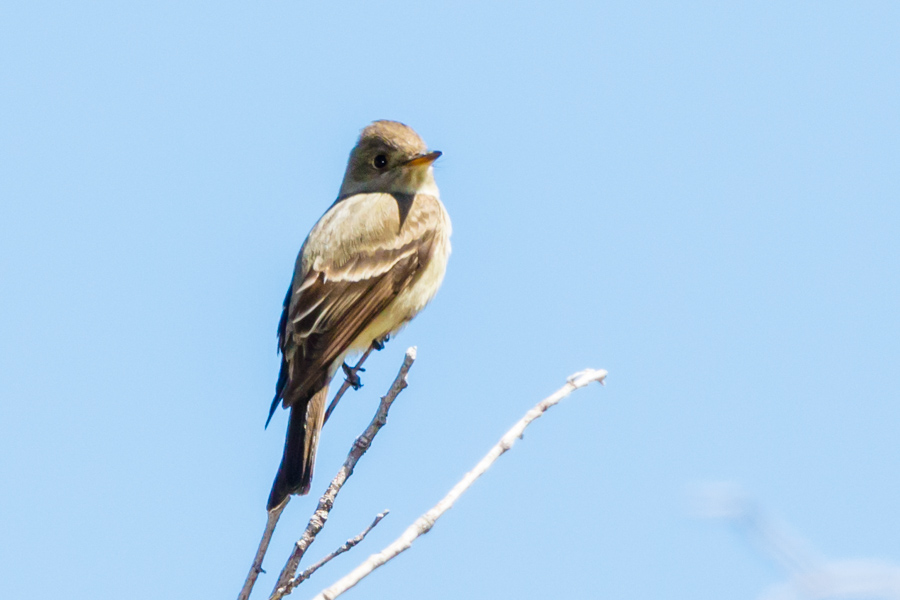 Western Wood-Pewee