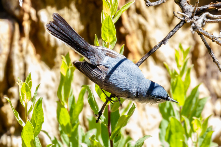 Blue-gray Gnatcatcher