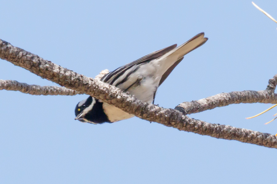 Black-throated Gray Warbler