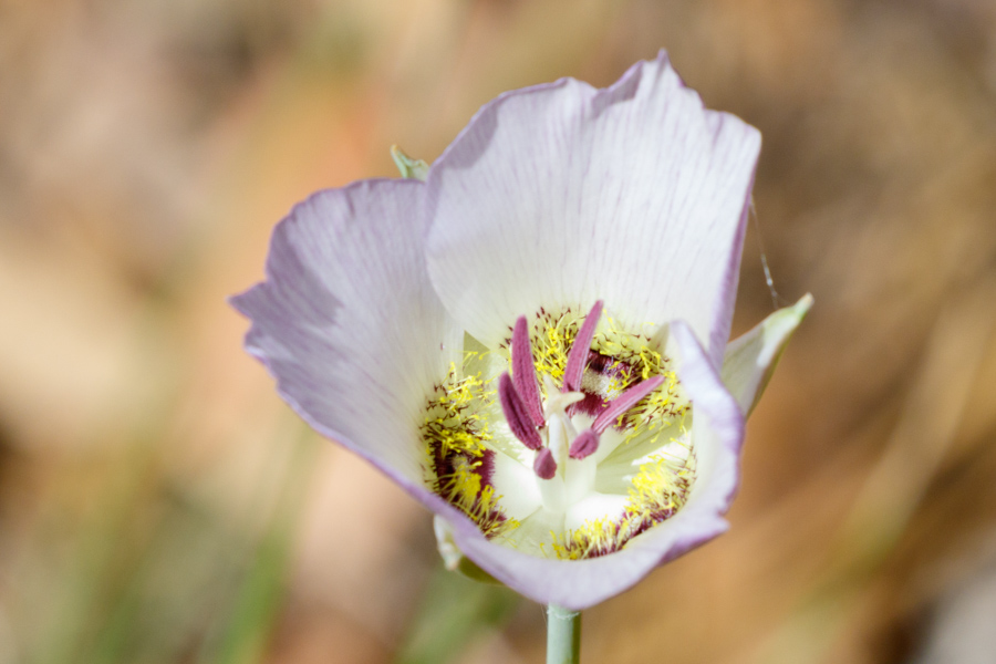 Doubting Mariposa Lily